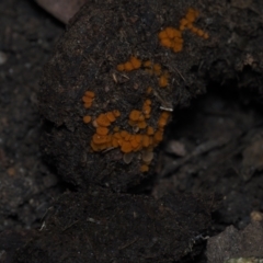 Cheilymenia coprinaria at Mystery Bay, NSW - 14 Jul 2024 by Bushrevival