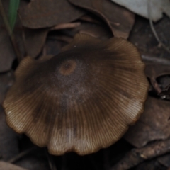 Unidentified Cap on a stem; gills below cap [mushrooms or mushroom-like] at Mystery Bay, NSW - 14 Jul 2024 by Bushrevival