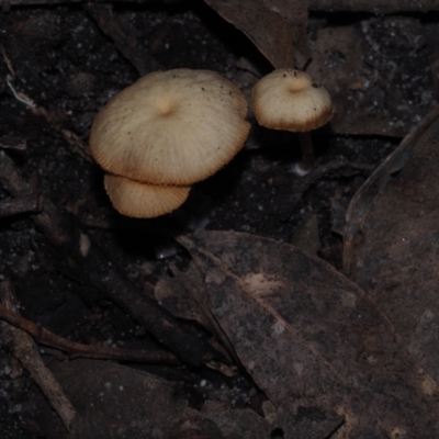 Gymnopus sp. at Mystery Bay, NSW - 14 Jul 2024 by Bushrevival