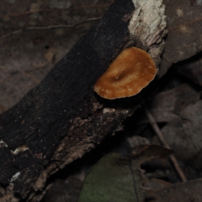 Unverified Pored or somewhat maze-like on underside [bracket polypores] at Mystery Bay, NSW - 14 Jul 2024 by Bushrevival