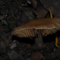 Cortinarius sp. at Mystery Bay, NSW - 14 Jul 2024 by Bushrevival