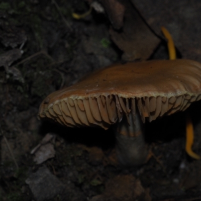 Cortinarius sp. at Mystery Bay, NSW - 14 Jul 2024 by Bushrevival