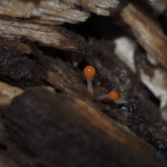 Myxomycete-plasmodium(class) (A slime mould) at Mystery Bay, NSW - 14 Jul 2024 by Bushrevival