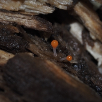 Myxomycete-plasmodium(class) (A slime mould) at Mystery Bay, NSW - 14 Jul 2024 by Bushrevival