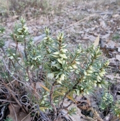 Melichrus urceolatus (Urn Heath) at Yarralumla, ACT - 14 Jul 2024 by jhotchin