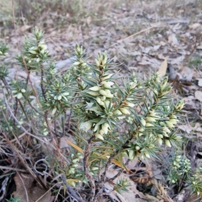 Melichrus urceolatus (Urn Heath) at Yarralumla, ACT - 14 Jul 2024 by jhotchin