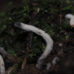 Unidentified Fungus at Mystery Bay, NSW - 14 Jul 2024 by Bushrevival