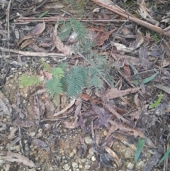 Acacia dealbata (Silver Wattle) at Paddys River, ACT - 14 Jul 2024 by Venture