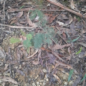 Acacia dealbata at Paddys River, ACT - 14 Jul 2024