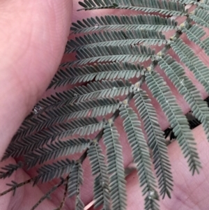 Acacia dealbata at Paddys River, ACT - 14 Jul 2024