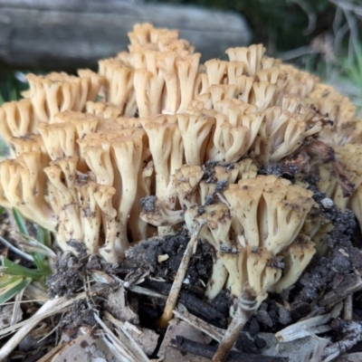 Ramaria sp. at Vincentia, NSW - 8 Jul 2024 by JodieR