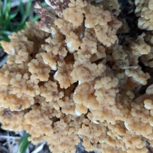 Ramaria sp. at Vincentia, NSW - 8 Jul 2024 03:04 PM