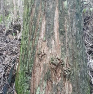 Eucalyptus fastigata at Paddys River, ACT - 14 Jul 2024