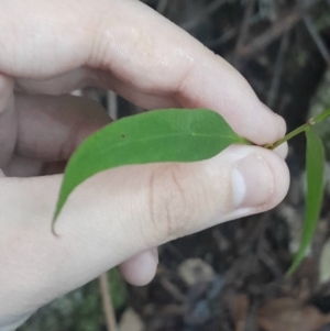 Eucalyptus fastigata at Paddys River, ACT - 14 Jul 2024