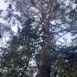 Eucalyptus fastigata at Paddys River, ACT - 14 Jul 2024