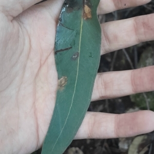 Eucalyptus fastigata at Paddys River, ACT - 14 Jul 2024