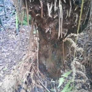 Dicksonia antarctica at Paddys River, ACT - 14 Jul 2024