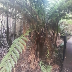 Dicksonia antarctica at Paddys River, ACT - 14 Jul 2024