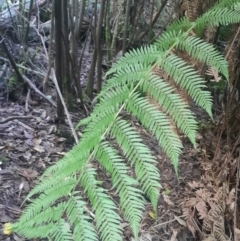 Dicksonia antarctica at Paddys River, ACT - 14 Jul 2024