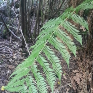 Dicksonia antarctica at Paddys River, ACT - suppressed