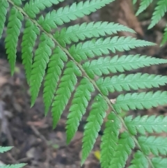 Dicksonia antarctica at Paddys River, ACT - 14 Jul 2024