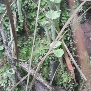 Cladonia fimbriata at Paddys River, ACT - 14 Jul 2024