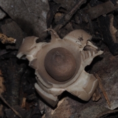 Geastrum sp. (genus) (An earthstar) at Mystery Bay, NSW - 14 Jul 2024 by Bushrevival