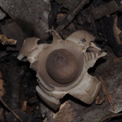 Geastrum sp. (genus) (An earthstar) at Mystery Bay, NSW - 14 Jul 2024 by Bushrevival