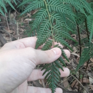 Pteridium esculentum at Paddys River, ACT - 14 Jul 2024