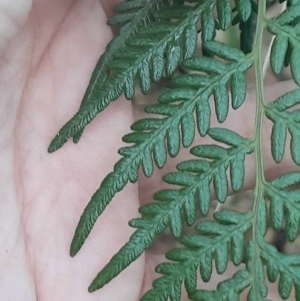 Pteridium esculentum at Paddys River, ACT - 14 Jul 2024