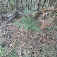 Pteridium esculentum at Paddys River, ACT - 14 Jul 2024