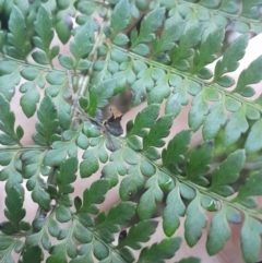 Polystichum proliferum (Mother Shield Fern) at Paddys River, ACT - 14 Jul 2024 by Venture