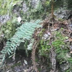 Polystichum proliferum at Paddys River, ACT - 14 Jul 2024 04:01 PM