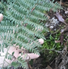 Polystichum proliferum at Paddys River, ACT - 14 Jul 2024