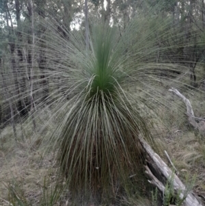 Xanthorrhoea glauca subsp. angustifolia at Paddys River, ACT - suppressed