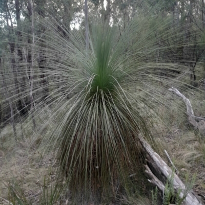Xanthorrhoea glauca subsp. angustifolia (Grey Grass-tree) at Paddys River, ACT - 14 Jul 2024 by Venture