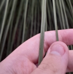 Xanthorrhoea glauca subsp. angustifolia at Paddys River, ACT - suppressed