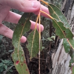 Eucalyptus viminalis subsp. viminalis (Manna Gum) at Paddys River, ACT - 14 Jul 2024 by Venture