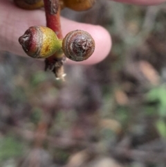 Eucalyptus viminalis subsp. viminalis at Paddys River, ACT - 14 Jul 2024 02:54 PM