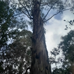 Eucalyptus viminalis subsp. viminalis at Paddys River, ACT - 14 Jul 2024 02:54 PM