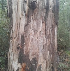 Eucalyptus viminalis subsp. viminalis at Paddys River, ACT - 14 Jul 2024 02:54 PM