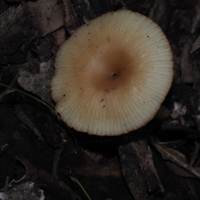 Collybia sp. at Mystery Bay, NSW - 14 Jul 2024 by Bushrevival