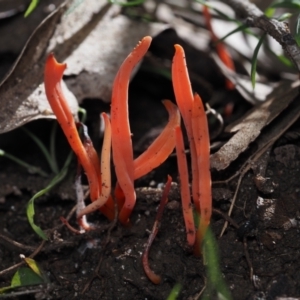 Clavulina sp. at Mystery Bay, NSW - 14 Jul 2024