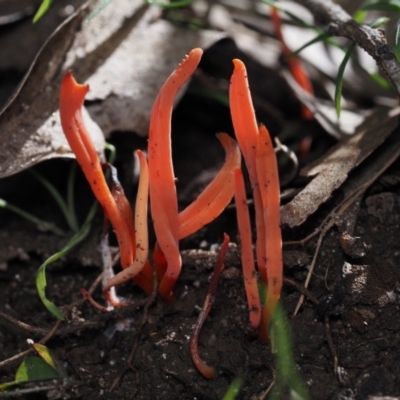 Clavulina sp. (A coral fungus) at Mystery Bay, NSW - 14 Jul 2024 by Bushrevival