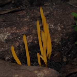 Clavulinopsis amoena at Mystery Bay, NSW - 14 Jul 2024 12:03 PM