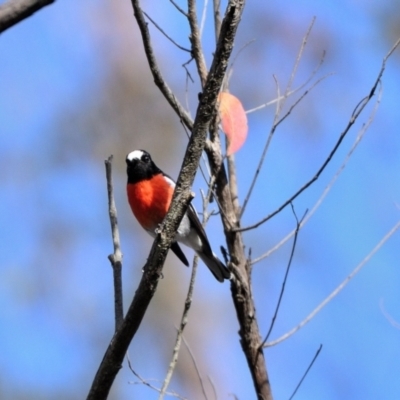 Petroica boodang (Scarlet Robin) at Buxton, NSW - 10 Jul 2024 by Freebird