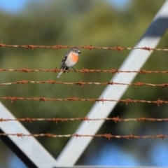 Petroica boodang at Buxton, NSW - 10 Jul 2024 10:34 AM