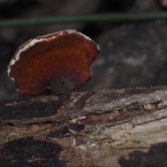Unverified Pored or somewhat maze-like on underside [bracket polypores] at Mystery Bay, NSW - 14 Jul 2024 by Bushrevival