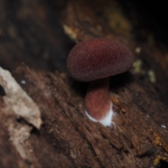 Unidentified Cap on a stem; gills below cap [mushrooms or mushroom-like] at Mystery Bay, NSW - 14 Jul 2024 by Bushrevival