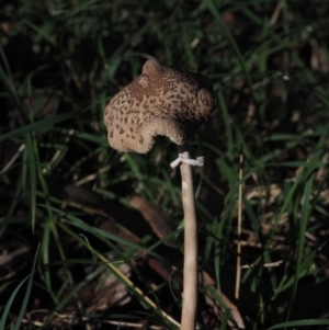 Macrolepiota sp. at Mystery Bay, NSW - 14 Jul 2024